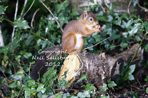 Red Squirrel Photography by Neil Salisbury Photographer of Betty Fold Gallery
